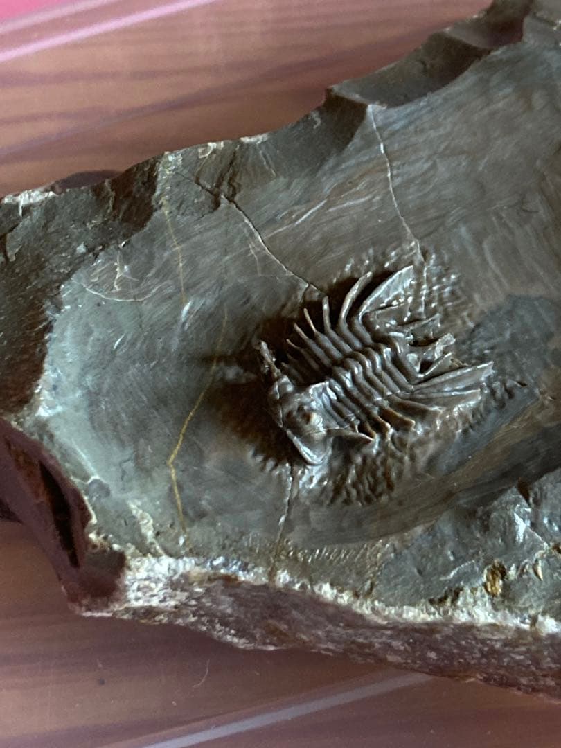 モロッコ　超絶激レア　三葉虫　化石
