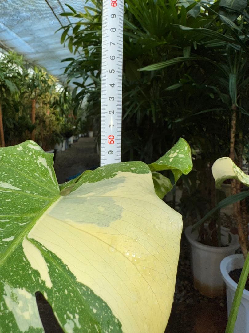 【特大極上苗】モンステラ タイコンステレーション クリームブリュレ 6号 鉢付き