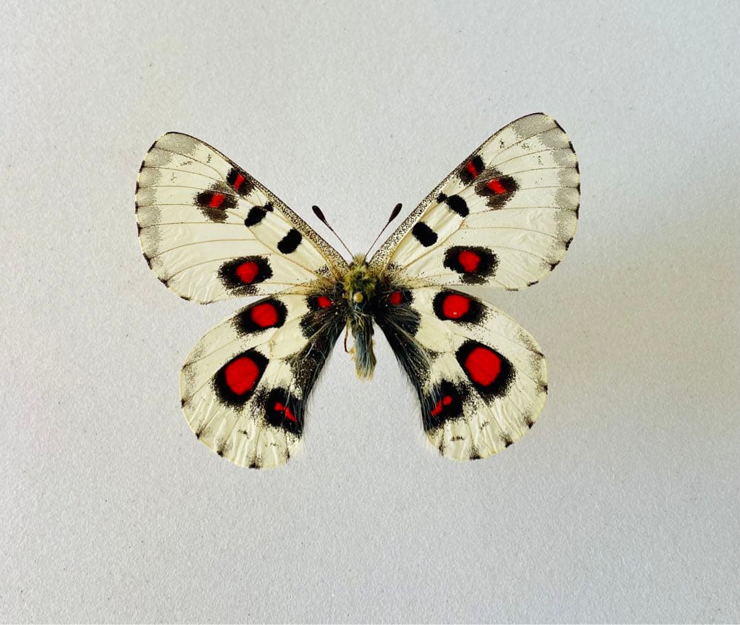 パルナシウス・ノミオン・コイワヤイ （1オス、中国青海省）