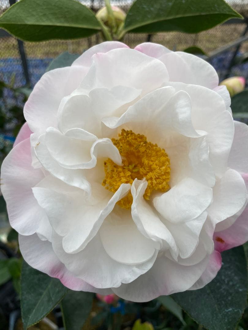 レディ　パーメラ(希少白唐ツバキ)