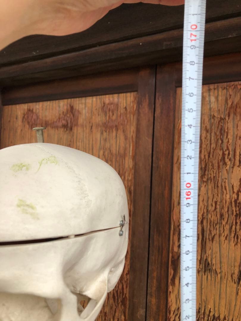 3B 人体模型 等身大 ドイツ 3B Scientific社 全身骨格模型