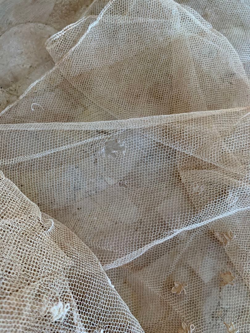 フランスアンティークチュールレースヴェール2点※アプリカシオンプリンセスレース