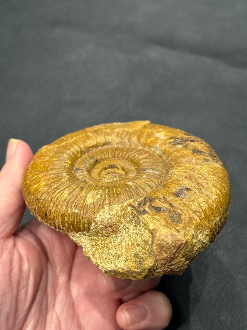 化石　アンモナイト　パーキンソニア