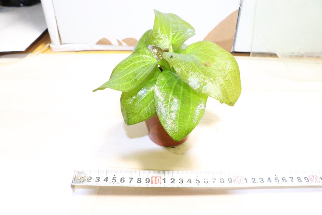 エキノドルス　sp イグアスもしくはオパクスどちらか不明2株◆