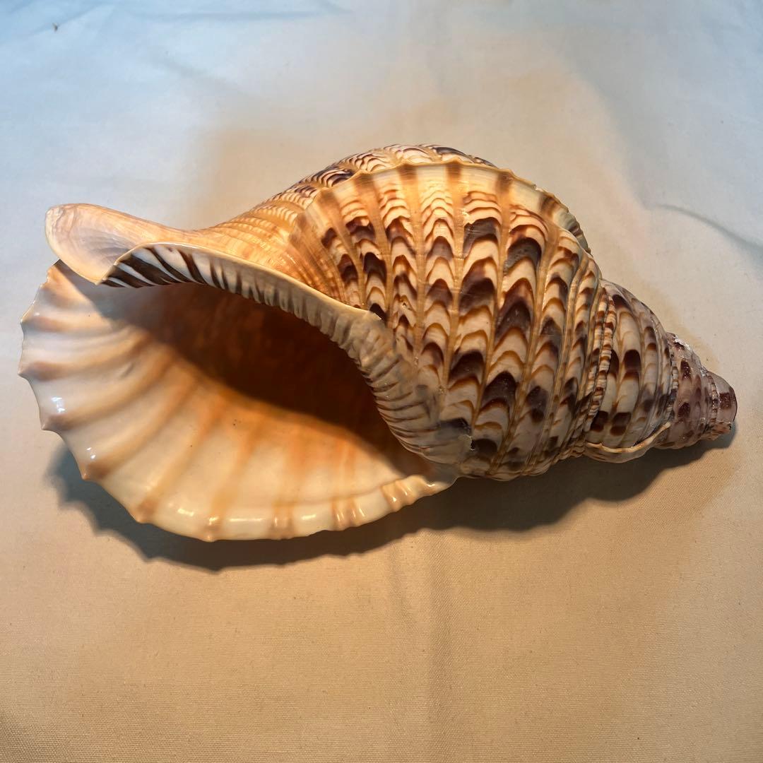 法螺貝　大きな巻貝 茶色とクリーム色のストライプ