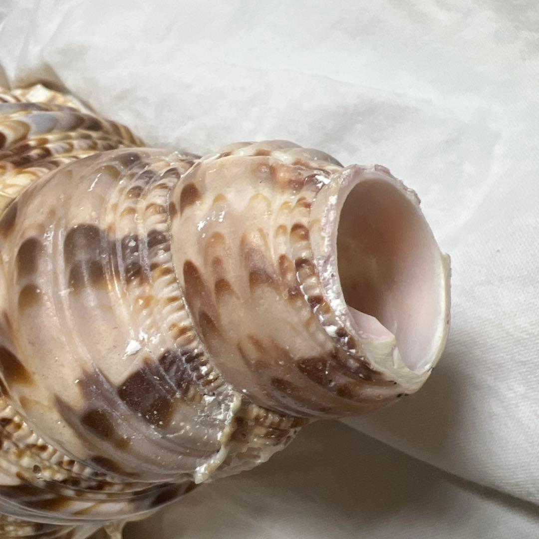 法螺貝　大きな巻貝 茶色とクリーム色のストライプ