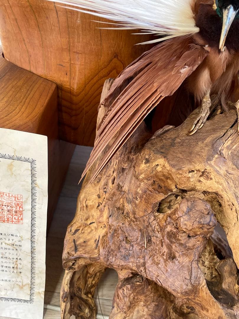 世界鳥獸館（フォーナランド）鳥　剥製　極楽鳥　ゴクラクチョウ　証明書付き