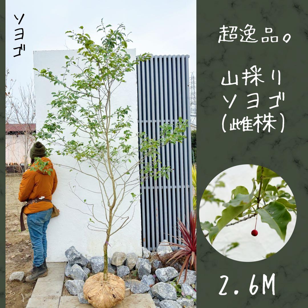 希少。山採りソヨゴ雌株2.6M(鉢底から)