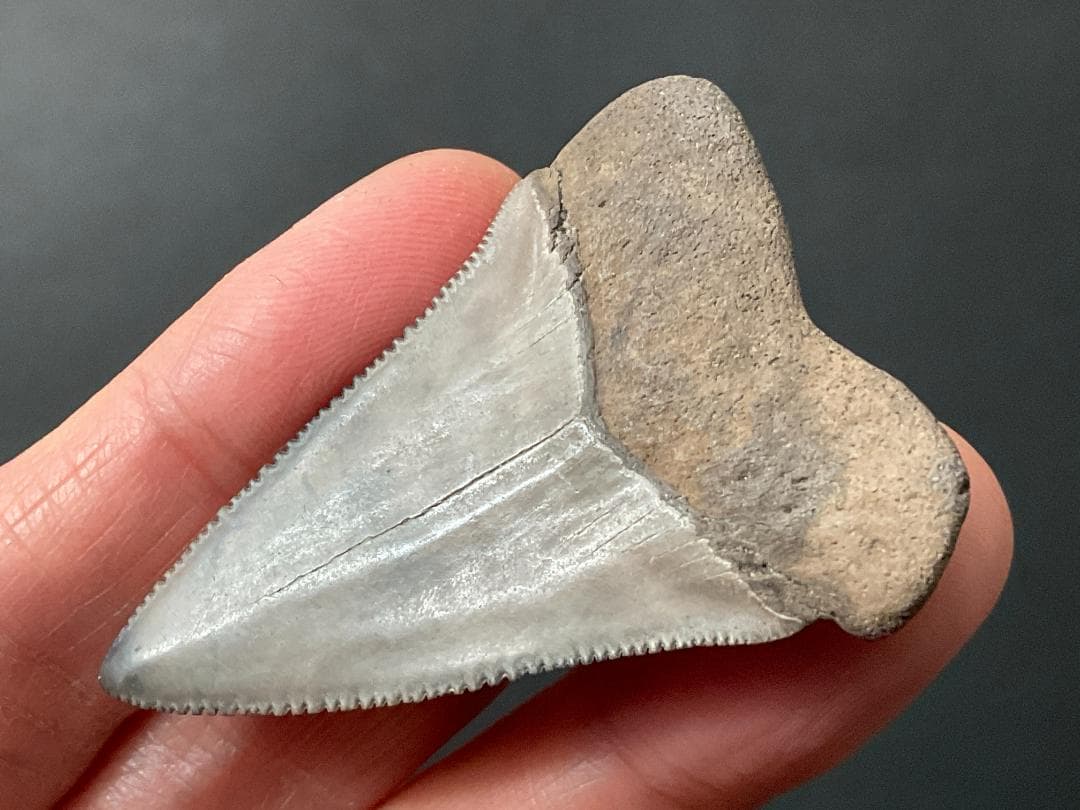 サメの歯 ホホジロザメ [GR228] 化石 希少 レア