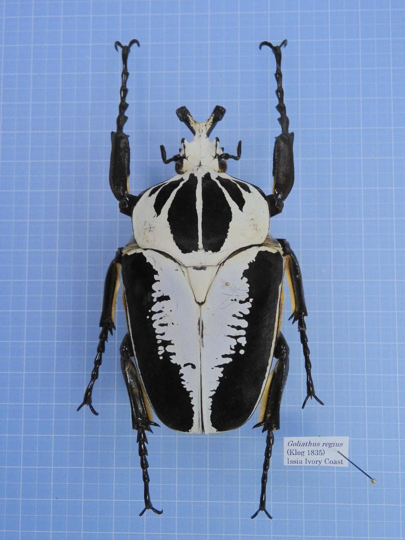 アイボリーコースト産　レギウスオオツノハナムグリ　98mm