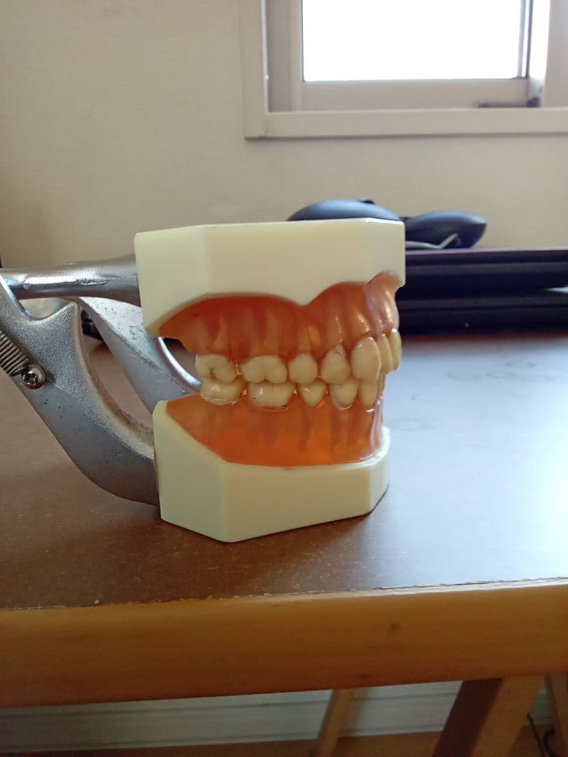 乳歯永久歯交換期模型、永久歯歯列模型