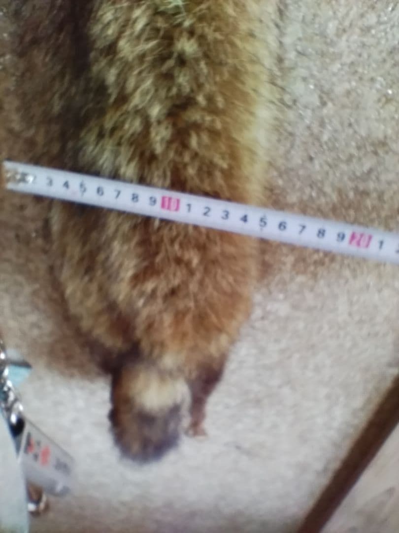 タヌキ剥製　ラクーンドック 毛皮　 小型　マフラー　リアルファー