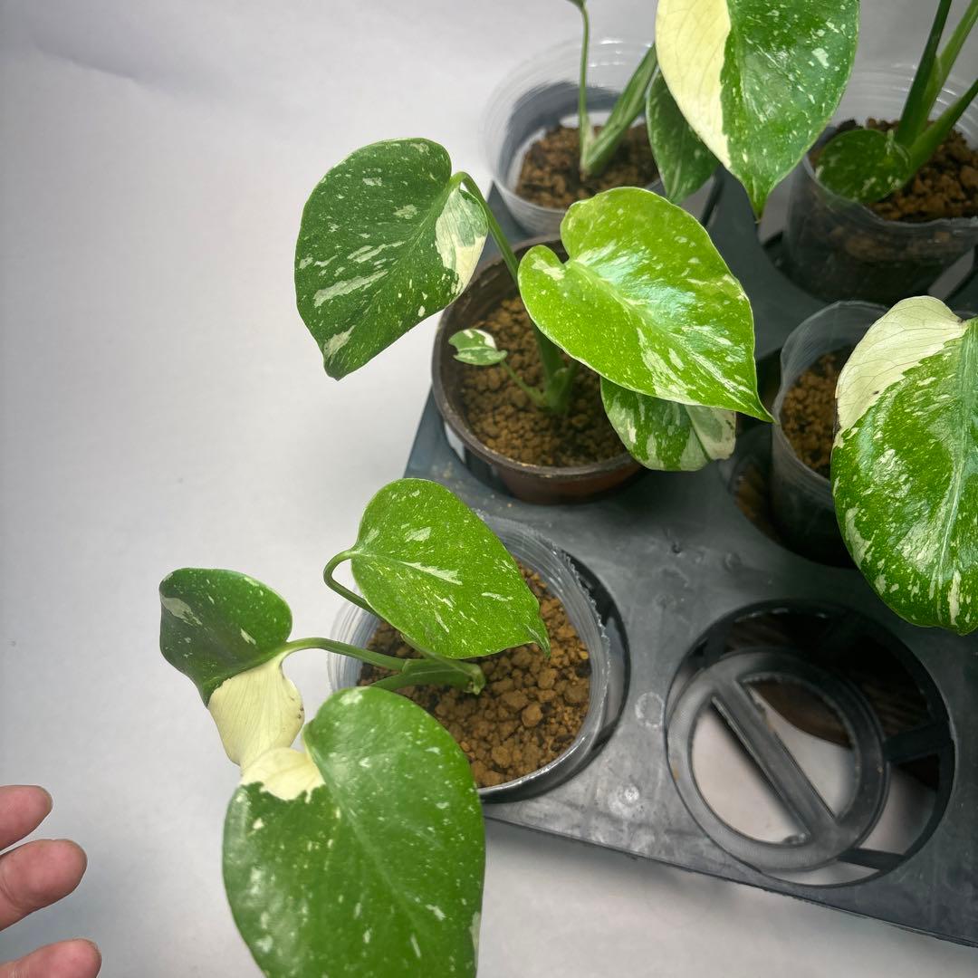 サ*イ様 10株セットms46【特別選抜】モンステラ・タイコンステレーション 斑