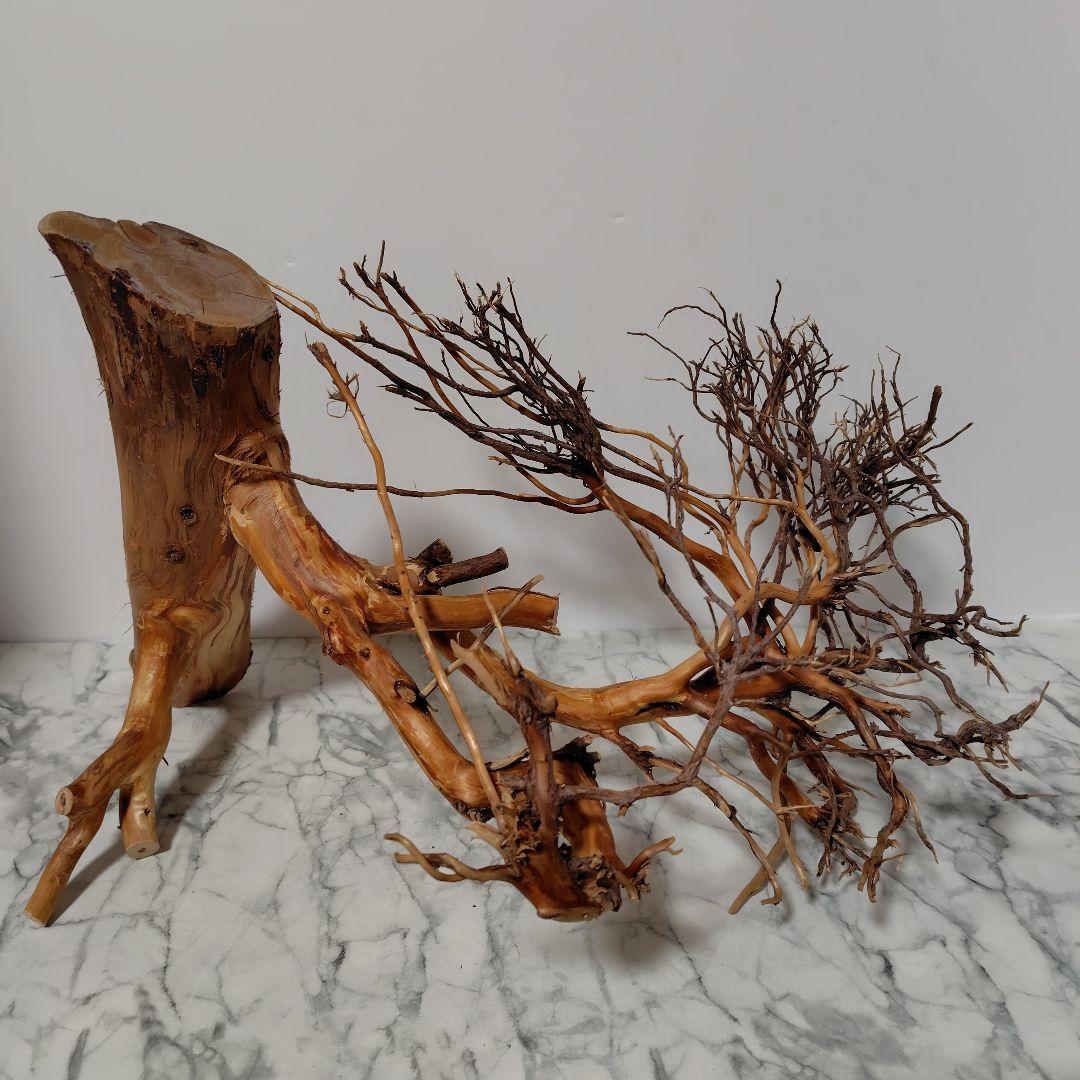 アク抜き済み流木【17】セール