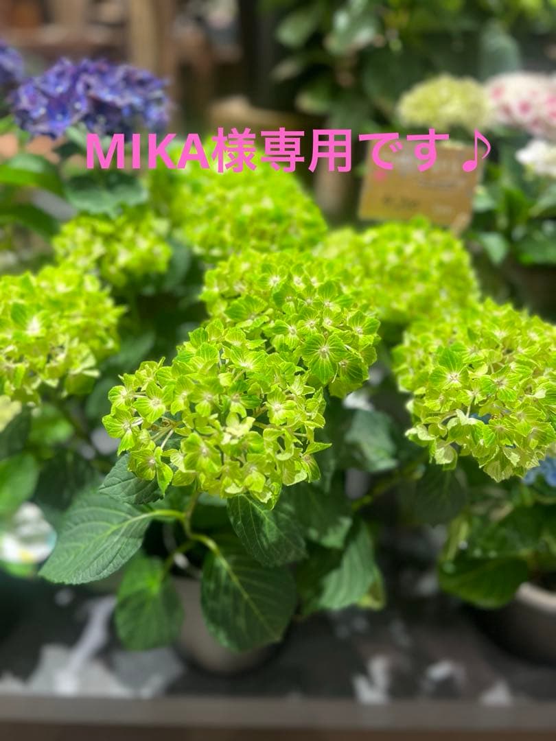 MIKAです♪紙もの まとめ売り‎^_^