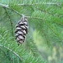 【予約品】ダグラスファー　パワーオブフラワーヒーリング フラワーエッセンス