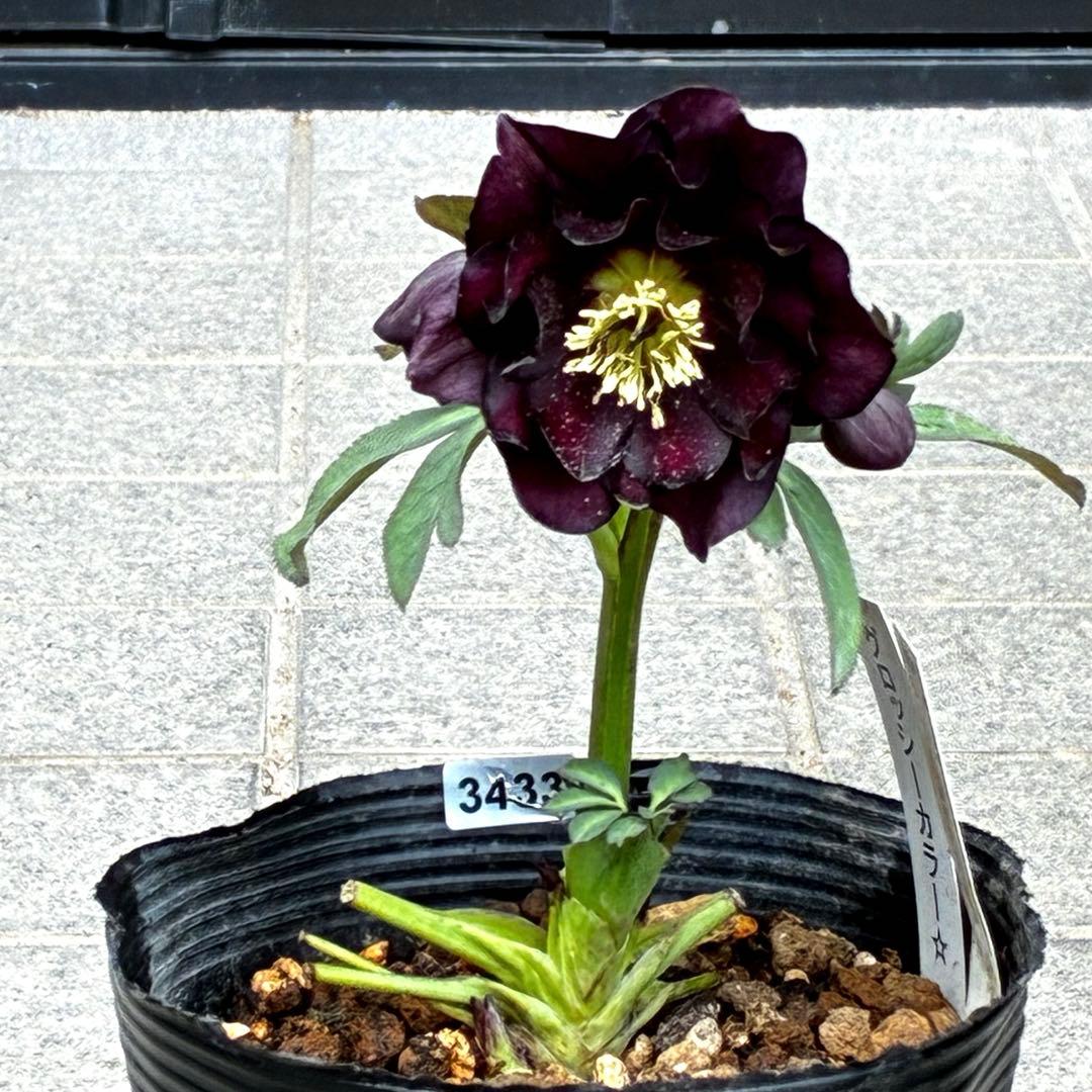 ま*️様 3433☘️花タグ付☘️極上☘️グロッシーカラー⭐️小〜中輪⭐️コンパ