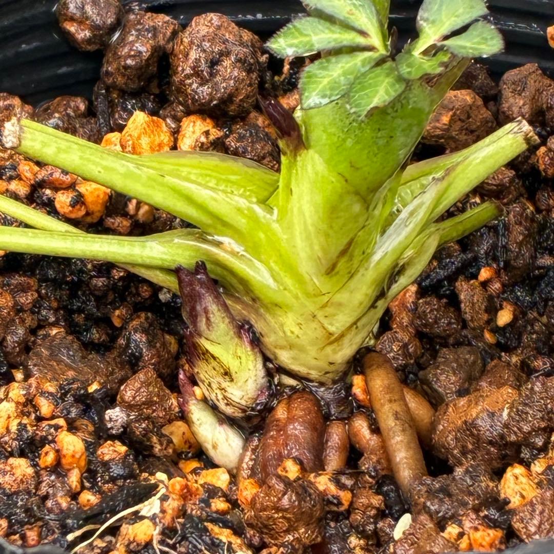 ま*️様 3433☘️花タグ付☘️極上☘️グロッシーカラー⭐️小〜中輪⭐️コンパ