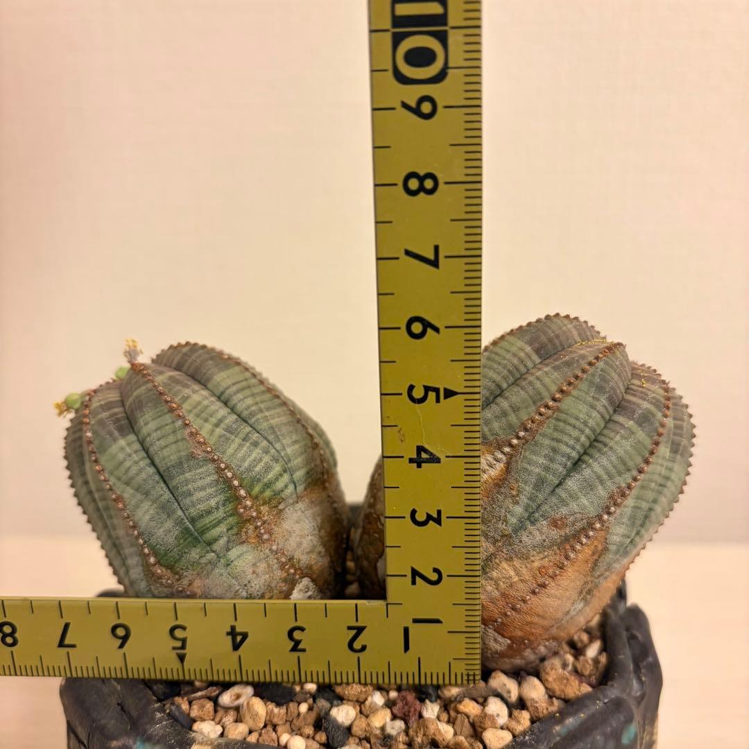 レ*君様 ユーフォルビア オベサ ダブルヘッド オールドオベサ2頭