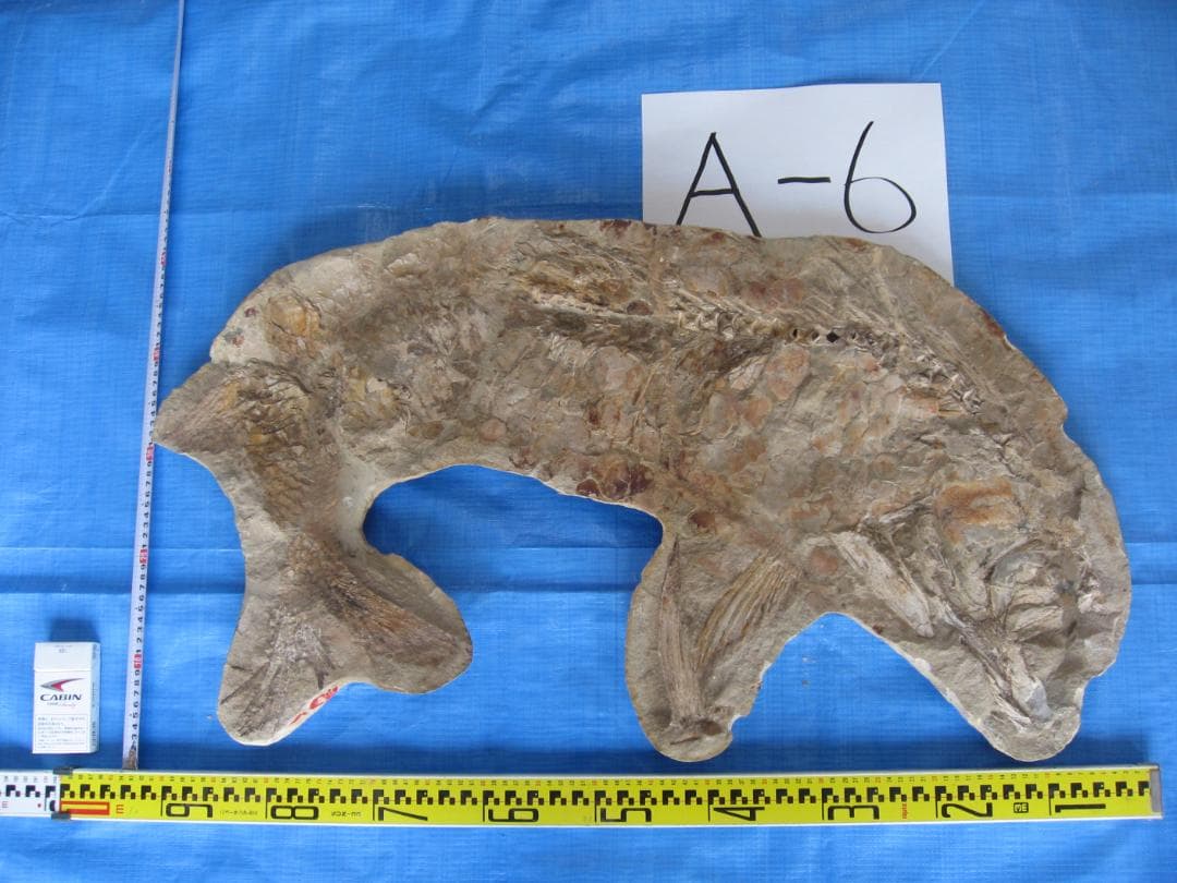 化石　A-6