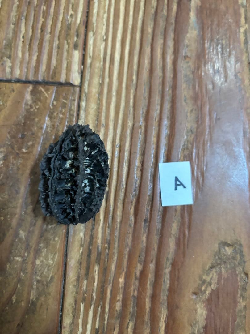 バタグルミ化石　a