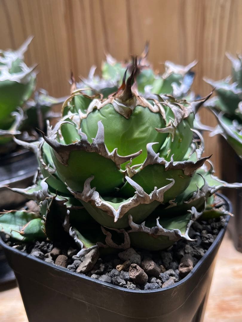 アガベ チタノタ シーザー 凱徹 台湾産