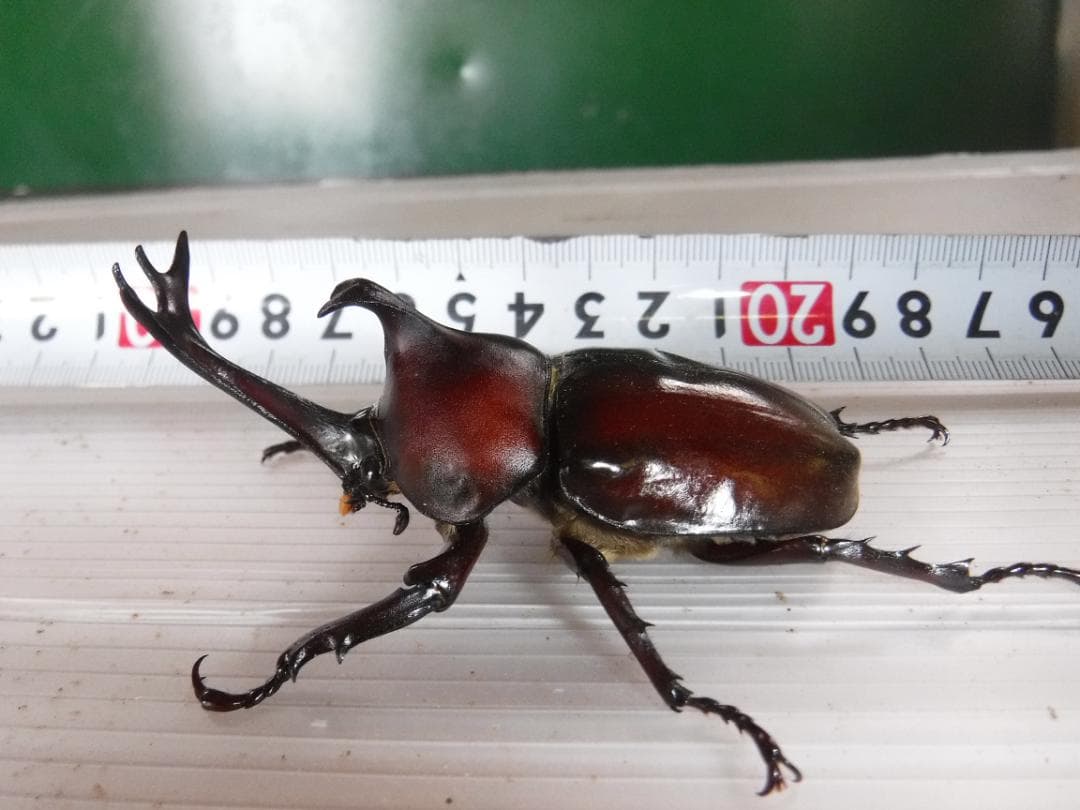 カブト虫マット2：発酵熟成竹・成虫・幼虫飼育・産卵育成用：５００ℓ