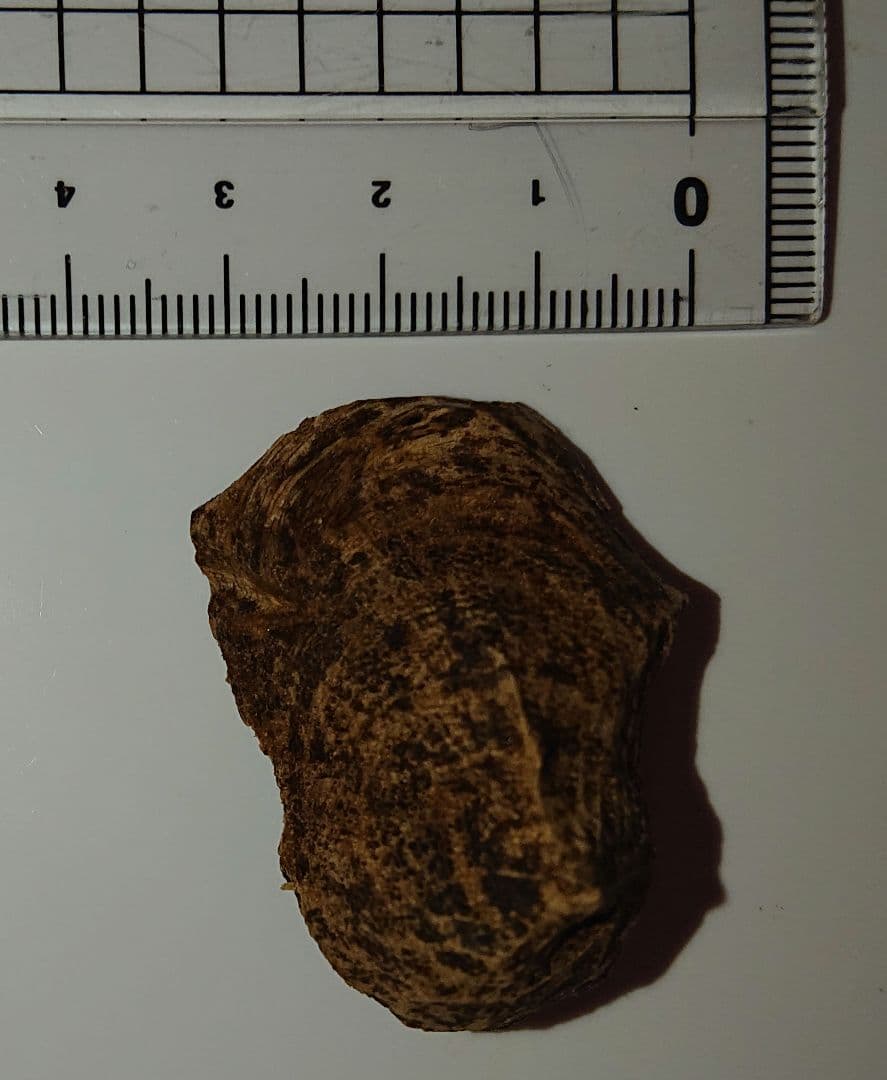 水沈没 超極上ベトナム フエ産 香木