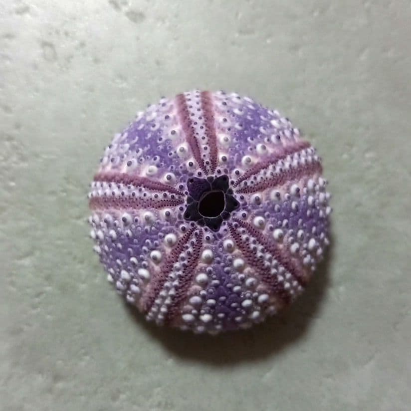 Arbacia　nigra(Tetrapygus nigra) 　ウニ殻