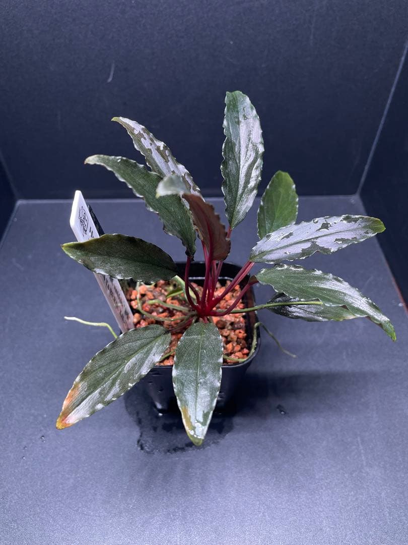 Homalomena aff. vittifolia \"赤備\" ホマロメナ　赤軸