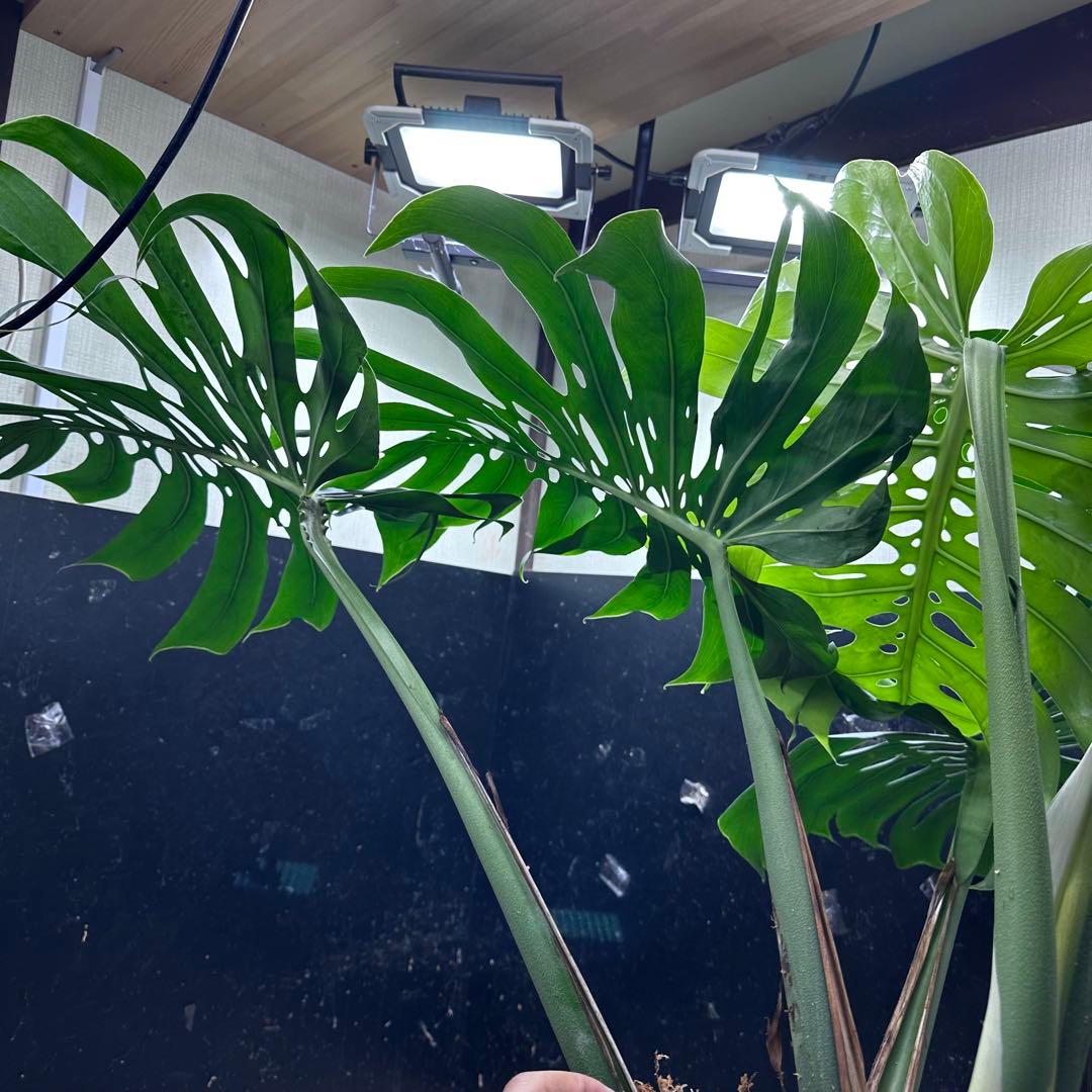 g*n様 モンステラデリシオーサマクロコズム超超大株超希少系統鉢植え高さ101㎝