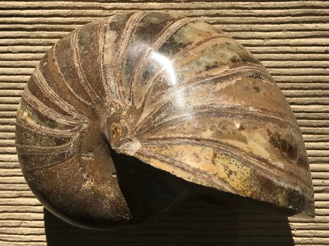 【特別価格】マダガスカル産　オウムガイ化石（ノーチラス・アンモナイト）大サイズ