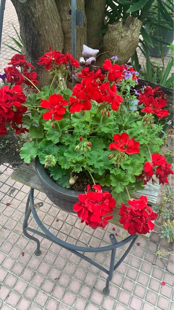 輪島塗の漆器。お菓子。お盆。