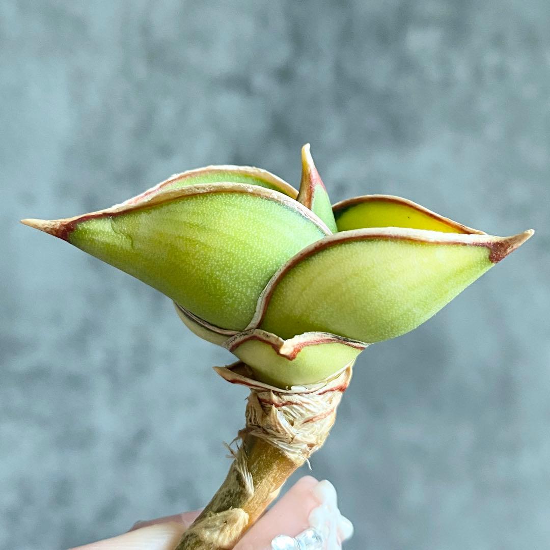 ぷ*ん様 S11621★オークション販売★ サンスベリア ロリダ 極上斑入りアウ