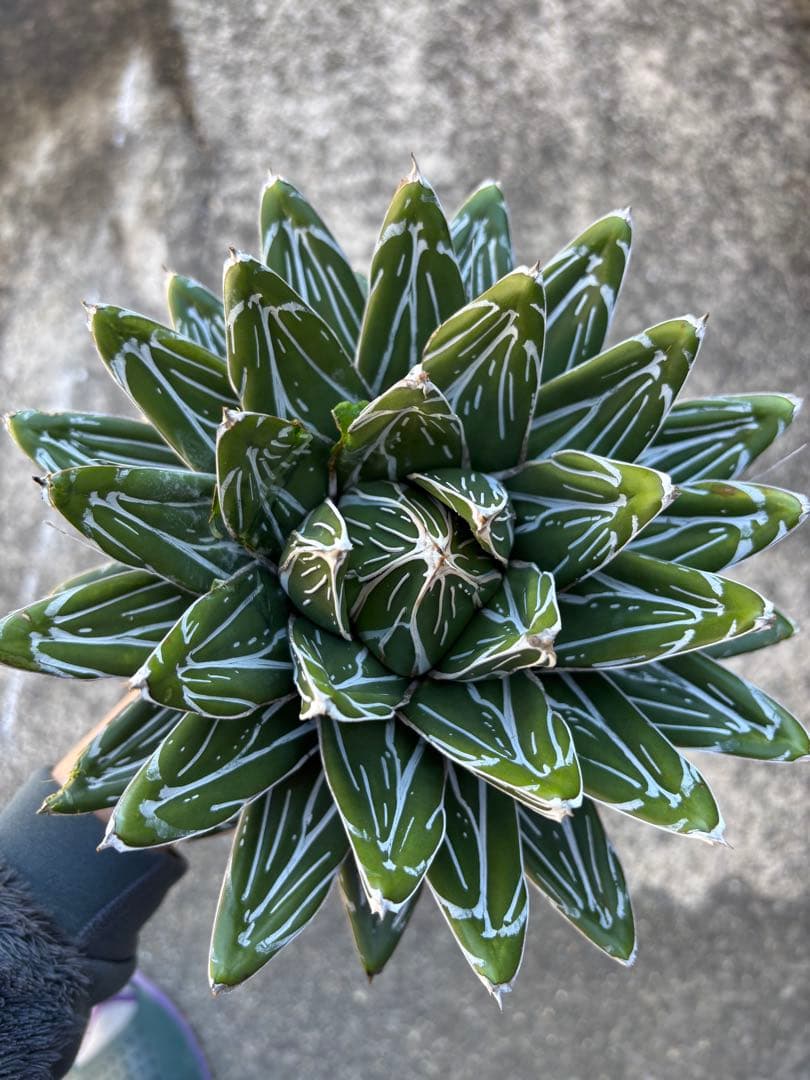 アガベ　笹の雪　親株販売　極上株　特選品