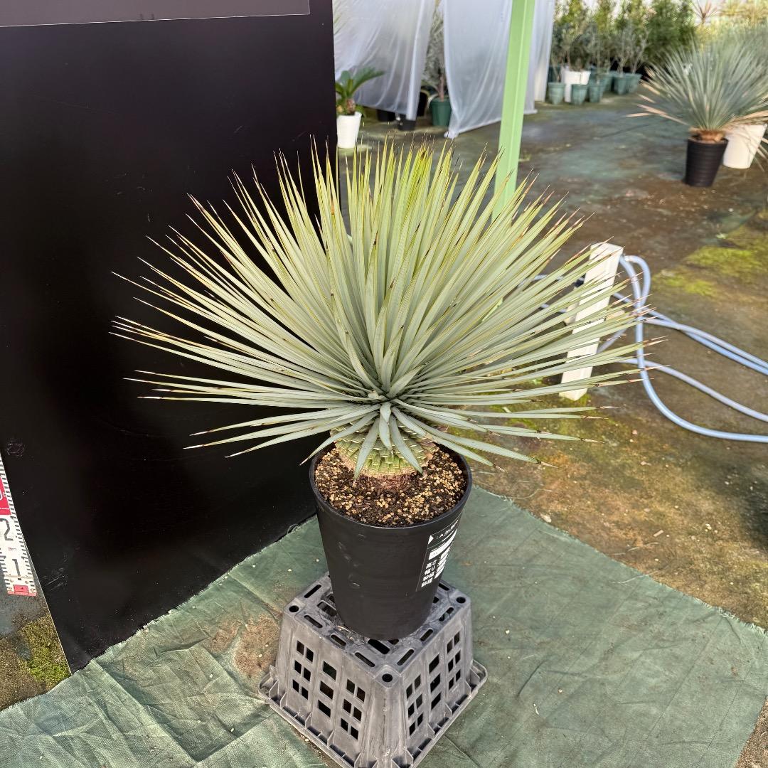 【AL1107】ユッカ　ロストラータ 超美形　極太