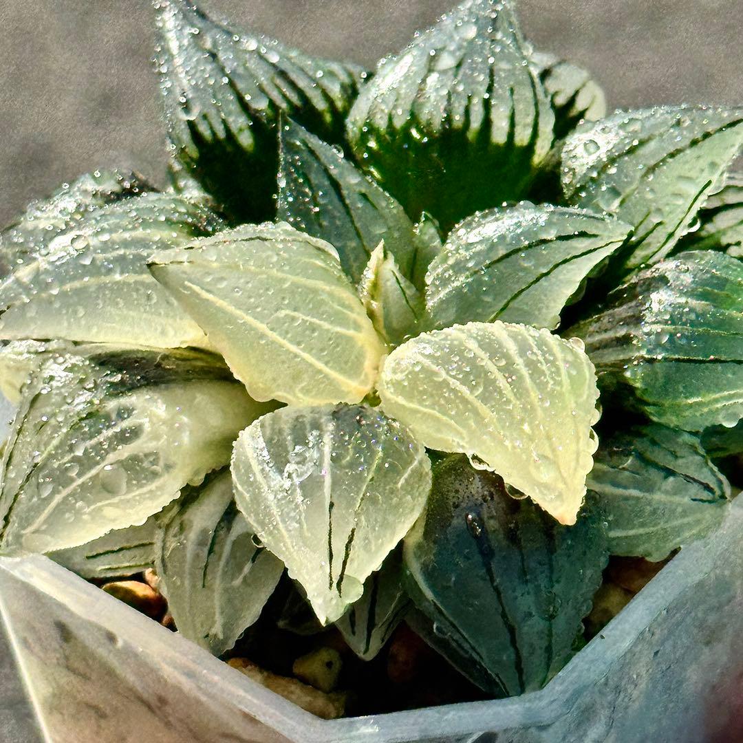 チ*ー様 アトロフスカミュータント錦　超美株　ハオルチア　観葉植物　47