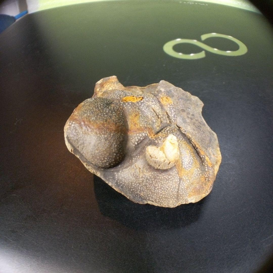 三葉虫　化石　fossil　海　ボリビア産　trilobite　ボリビア化石郡⑦