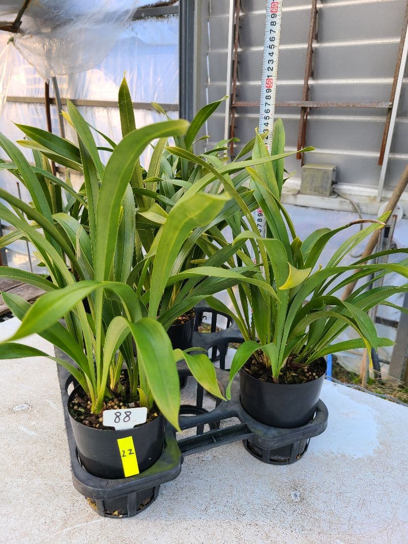 ミスマフェット。花芽合計22個。5鉢セット。蜜蜂誘引蘭。日本蜜蜂