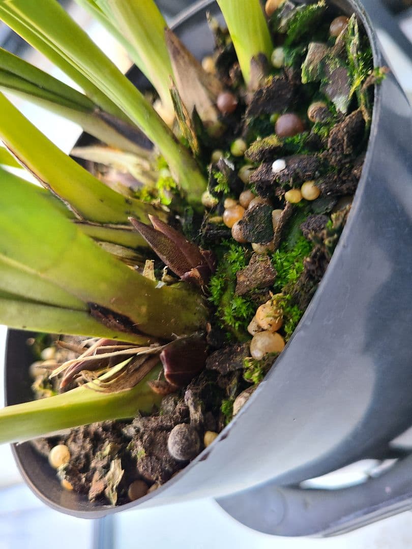 ミスマフェット。花芽合計22個。5鉢セット。蜜蜂誘引蘭。日本蜜蜂