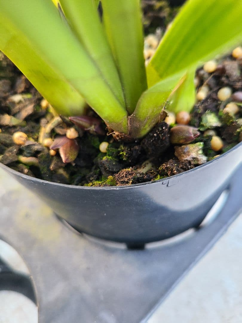 ミスマフェット。花芽合計22個。5鉢セット。蜜蜂誘引蘭。日本蜜蜂