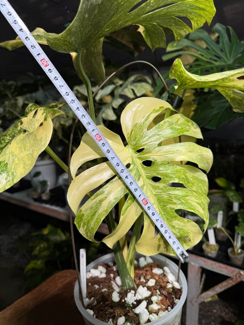 早い者勝ち　モンステラ　デリシオーサ　レガシー　久々絶美斑入り株