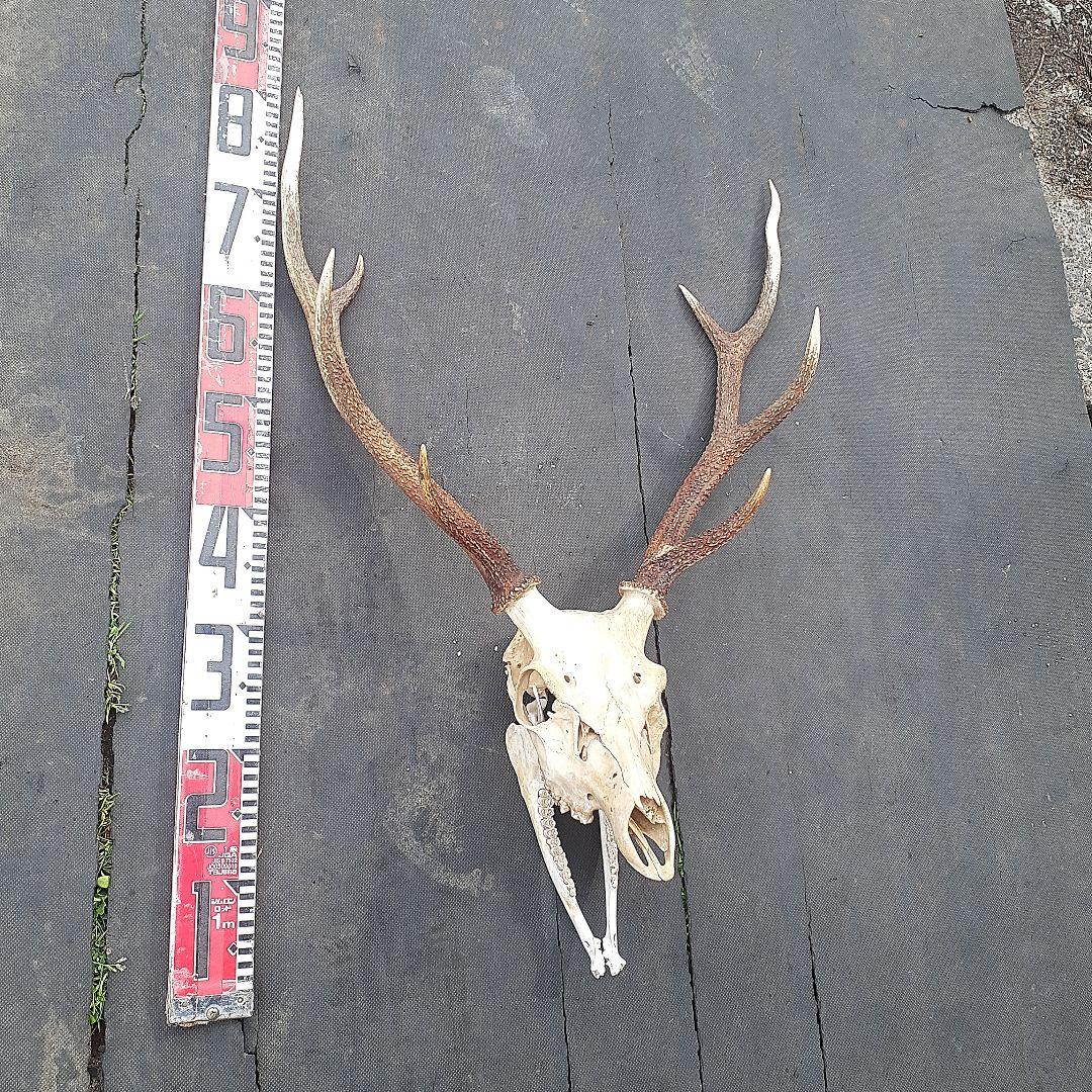 鹿　ニホンジカ　鹿角　剥製　頭骨　スカルトロフィー　頭蓋骨　ニホンジカ
