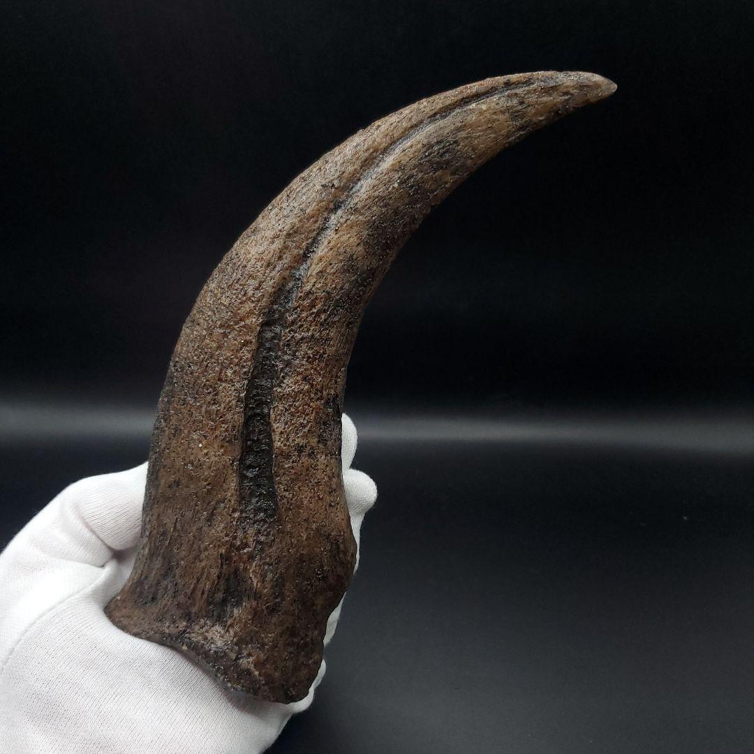 スピノサウルス 爪 レプリカ 179.96mm  spr3