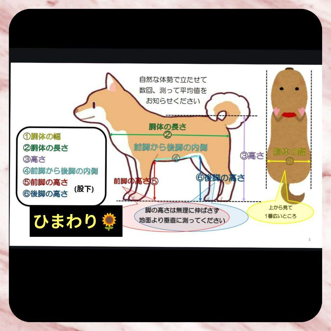 たか　トイプードル4輪　リハビリ　食事補助　犬用車椅子　介護　犬の歩行器