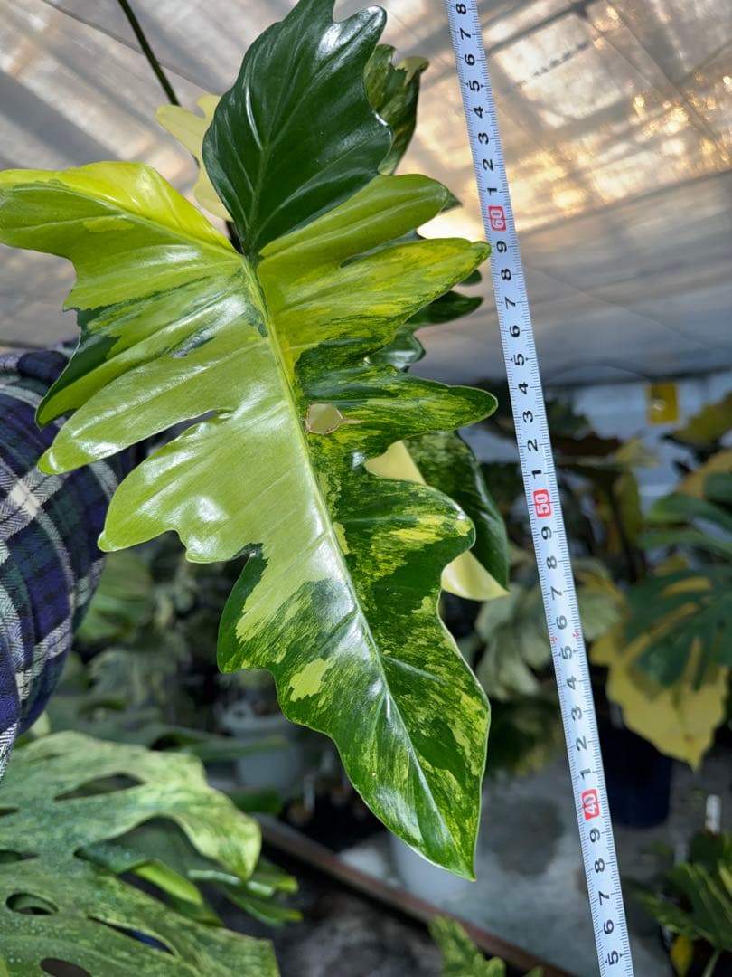 KN1 フィロデンドロン　キティナ　健康カット苗