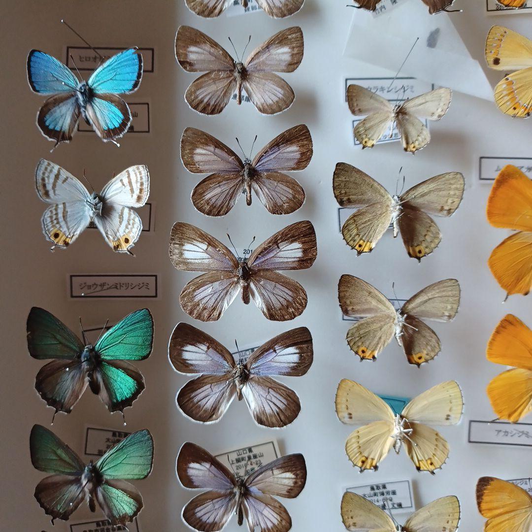 蝶標本　日本ゼフィルス選　20種99頭
