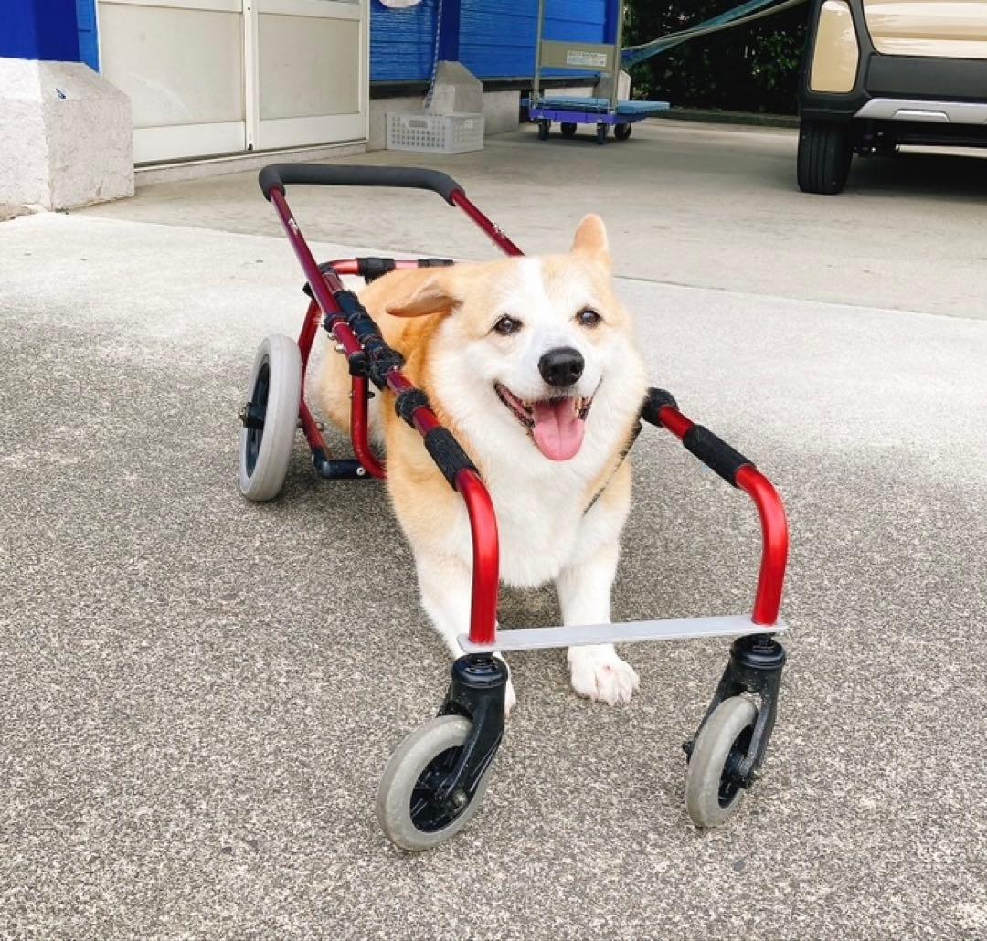 犬用車椅子　介助歩行器　コーギー用