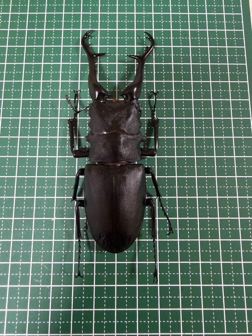 ギラファノコギリクワガタ　標本　113mm up