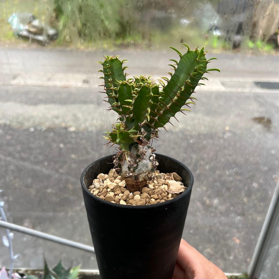 ユーフォルビア　ムランジーナ